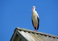 White stork. Ciconia ciconia. Latvia.